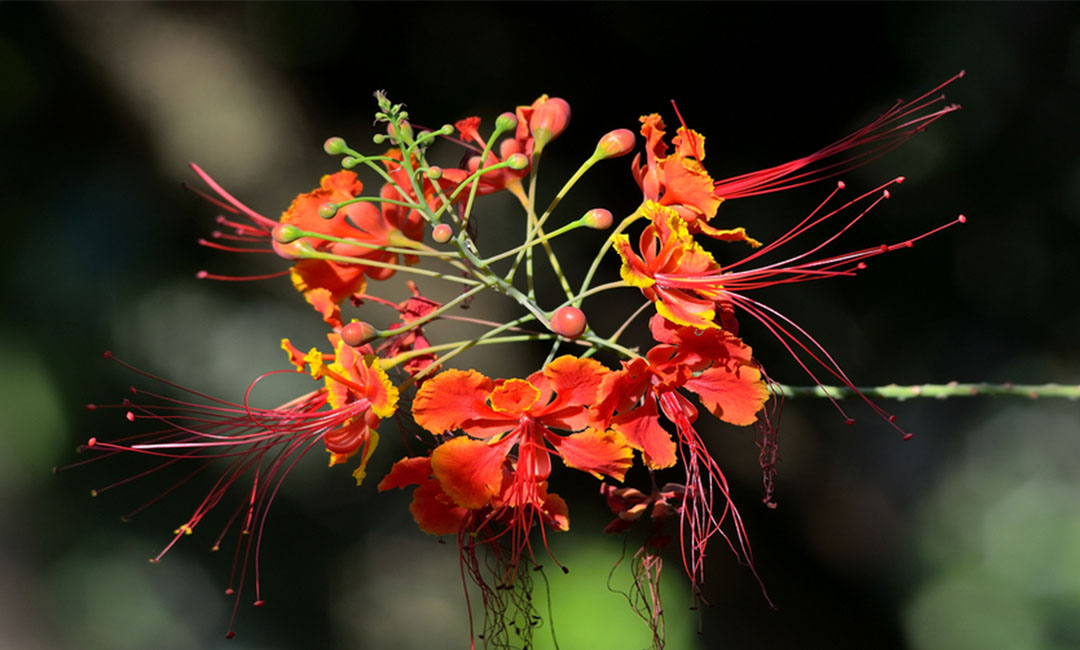 莱芜花帮主百科词条创建案例