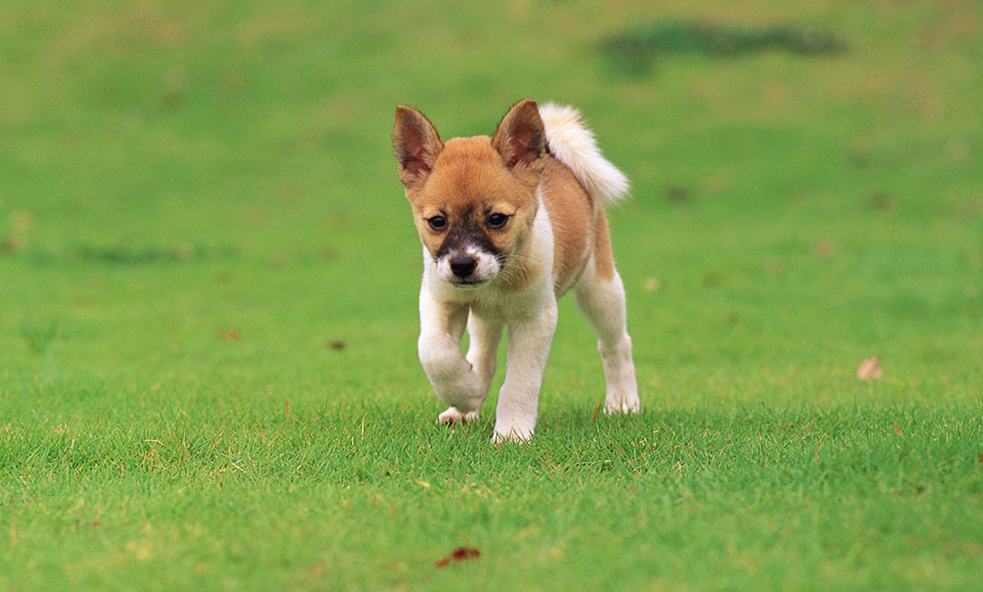 莱芜叮叮宠物商业计划书案例